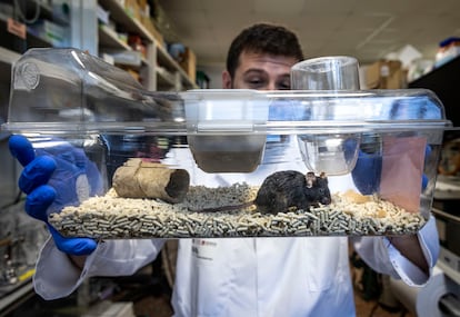 One of the rats with which the effects of alcoholism on the brain are studied at the Institute of Neuroscience (CSIC - UMH), in Sant Joan (Alicante). 