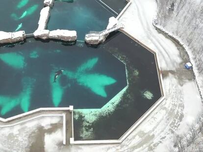 La orca Kiska en e centro de la imagen, sola en una de las piscinas del Marineland de Ontario.