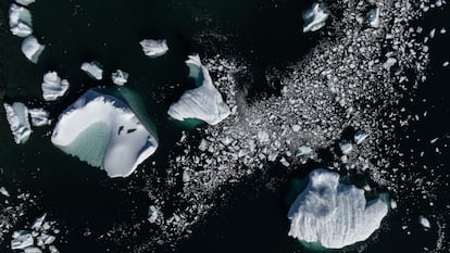 Seals on Ardley Island, located north of the Antarctic Peninsula.