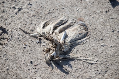Cadáver de un ave en la laguna de Fuente Piedra, sin agua por la sequía, el 9 de mayo.