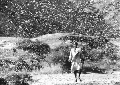 Uno de los primeros programas fue el de vigilancia de la langosta del desierto, lanzado en 1952. La FAO daba a los países asistencia técnica para el control de estas plagas, nefastas para las cosechas. En la imagen, langostas en Etiopía, en 1968. Aquel año, la plaga amenazó a más de 40 países desde África Occidental al norte de la India. Hoy en día, la agencia sigue controlando la cría y la natalidad de esta especia para evitar episodios similares. Los principales focos de atención están en Mauritania, el Sáhara Occidental, Sudán, Arabia Saudí y Yemen.