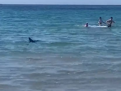 Una captura del vídeo en el que aparece el tiburón en Orihuela (Alicante)