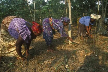 Según datos de la FAO, el sector forestal emplea formalmente a unos 12,3 millones de personas en todo el mundo, y otros 41 millones se ganan la vida en el bosque de forma informal. Un grupo de mujeres de Moree (Ghana), normalmente dedicadas a la venta de pescado, plantan y cuidan un bosque como un modo de diversificar sus fuentes de ingresos, motivadas por el alto precio de la madera que usan para sus hornos de asar.