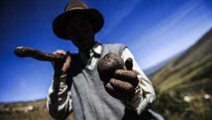 Un campesino de Castillapata sostiene la papa en primer plano.