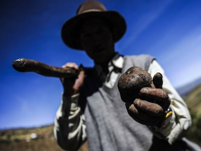 Un campesino de Castillapata sostiene la papa en primer plano.