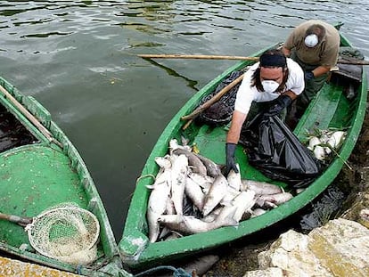 Dos operarios recogen peces muertos, ayer, en L'Albufera.