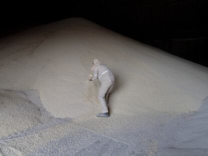 Un trabajador recoge granos de maíz en un almacén en Navolato (Estado de Sinaloa), en mayo de 2023.
