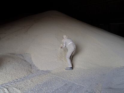 Un trabajador toma un puñado de granos de maíz dentro de un almacén en Navolato (Culiacán), el 23 de mayo de 2023.