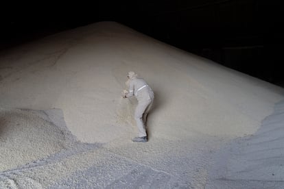 Un trabajador recoge granos de maíz en un almacén en Navolato (Estado de Sinaloa), en mayo de 2023.