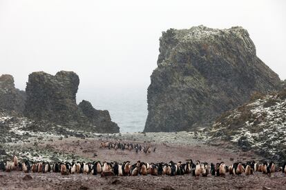 Pingüinera.  Costa Oeste Bahía Almirantazgo, Isla Rey Jorge, Archipiélago Shetland del Sur.