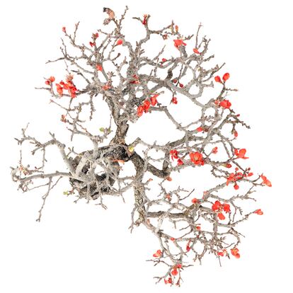 Membrillero japonés ('Chaenomeles japonica'). Al acabar el invierno, cobra vida con un delicado estallido de flores. 