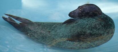Una de las focas traidas al zoo de Barcelona desde el de Antibes, que estaba aislada del grupo en octubre del a&ntilde;o pasado