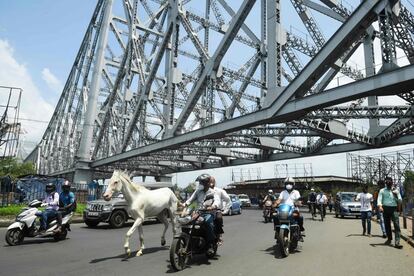 Un caballo corre entre el tráfico en el puente Howrah en Kalkuta (India), este viernes.