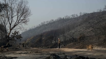 Un vecino contempla la superficie calcinada por el incendio en la localidad de A Caridade, en el municipio de Monterrei (Ourense), el jueves.