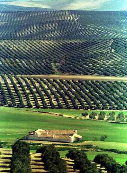 Olivares de regadío, en la provincia de Jaén.