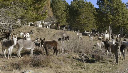 Manada de burros utilizada por el Gobierno de Aragón hasta 2013 para la limpieza de bosques, en los alrededores de la localidad oscense de Sabiñánigo.