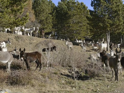 Manada de burros utilizada por el Gobierno de Aragón hasta 2013 para la limpieza de bosques, en los alrededores de la localidad oscense de Sabiñánigo.