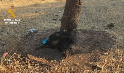 El cuerpo de un perro atado al tronco de un árbol en Cáceres, en un incidente que la Guardia Civil investiga como maltrato animal. 