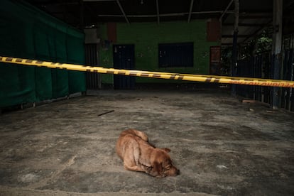 La mascota de Rodrigo Meza y Marlene Villamizar, una de las dos parejas asesinadas, espera en el lugar donde vivían y fueron asesinados sus dueños.