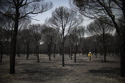 Imagen del incendio de Doñana.
