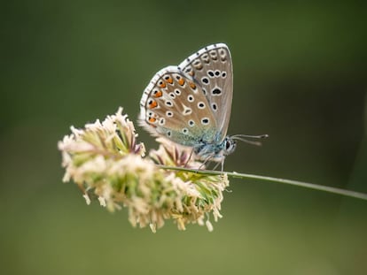 Un exemplar de papalloa Lysandra Bellargus.