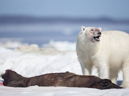 Un oso polar, tras cazar a una foca en el Estrecho de Hudson (Canadá).