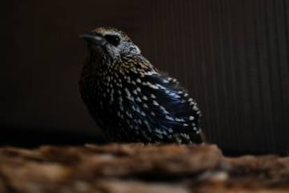 Un estornino, en un centro de rehabilitación de aves salvajes en EE UU.
