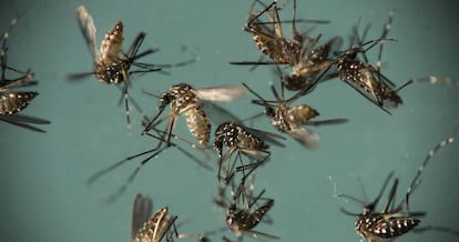 Mosquito 'Aedes aegypti', responsable de la transmisión del zika.