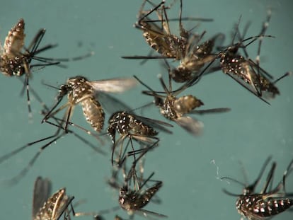 Mosquito &#039;Aedes aegypti&#039;, responsable de la transmisi&oacute;n del zika. 