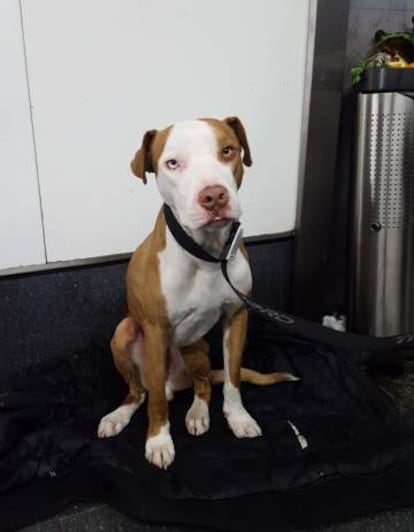 El pittbull adoptado por el policía municipal de Madrid.