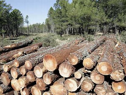 Tala de pinos para construir los viales de la Ciudad del Golf, en Las Navas del Marqués (Ávila).