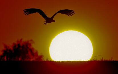 Una grulla alza el vuelo al atardecer cerca de Heinersdorf, al este de Alemania. 12 de agosto de 2014.