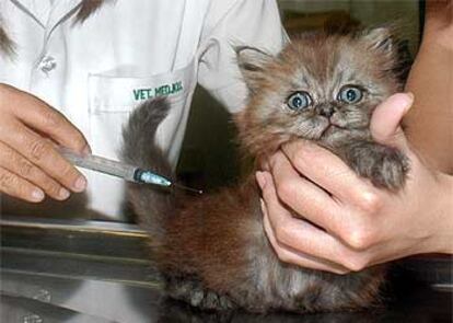 Un cachorro de gato es tratado en el hospital veterinario de la Universidad de Kasetsart, en Bangkok.