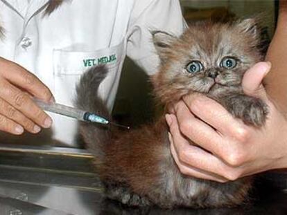 Un cachorro de gato es tratado en el hospital veterinario de la Universidad de Kasetsart, en Bangkok.