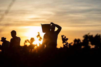 Bodega Cuatro Rayas ha desarrollado una estrategia de selección de parcelas viejas desde 2015, y a partir de 2020 inició una transformación completa en el manejo de estas viñas.