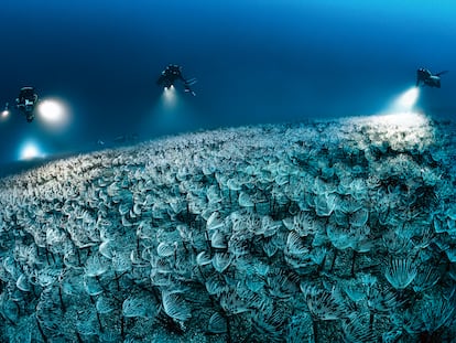 Fotografía realizada por Laurent Ballesta de un campo de gusanos de pavo real ('Sabella pavonina') en el fondo del Mediterráneo.
