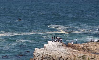 A unos 120 kilómetros de Ciudad del Cabo, en Suráfrica, se encuentra Hermanus, una hermosa localidad costera que mira al Atlántico a través de sus acantilados. Está considerado uno de los mejores lugares del mundo para avistar ballenas. Se las puede divisar desde tierra, sin necesidad de recurrir a una embarcación. Podemos encontrar cetáceos durante gran parte del año, especialmente entre junio y noviembre. La estrella en Hermanus es la ballena franca austral, de quien se puede observar su ritual de cortejo y por cuyo retorno se celebra cada septiembre un festival gastronómico, artesanal y cultural. Los despistados siempre podrán saber cuando hay una ballena divisable gracias a la llamada del pregonero, que hace resonar su cuerno por toda la costa cada vez que aparece una.