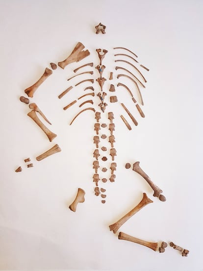 Esqueleto de animal, oveja o cabra, hallado sin cráneo hallado en el escenario ritual de Cádiz.