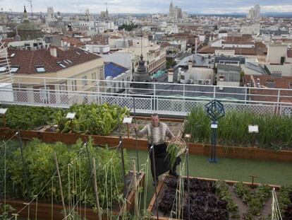 El chef Floren Domez&aacute;in, en la huerta en la azotea del hotel Wellington.