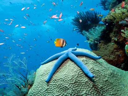 Estrella azul en las aguas de la isla de Bali (Indonesia).