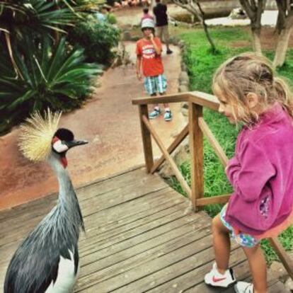 Una niña junto a una grulla real en el zoológico Palmitos Park.