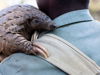 Un guía de una reserva animal de Zimbabue coge en brazos a "Marimba", una pangolina de diez kilos.