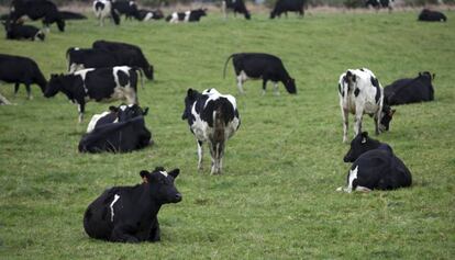 Vacas en una explotación ganadera de Nueva Zelanda.