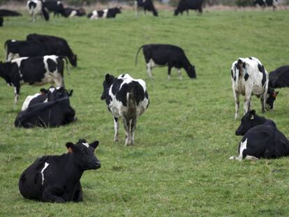 Vacas en una explotación ganadera de Nueva Zelanda.