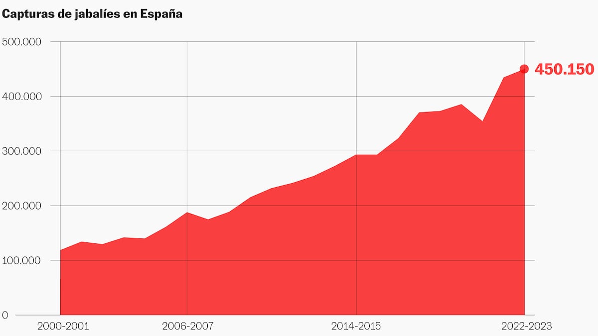 Así se ha cuadruplicado la población de jabalíes españoles en dos décadas