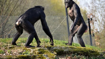 Bonobos y chimpancés