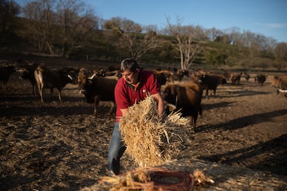 Óscar Puente Cabrerizo, ganadero de vacas de la raza alistana-sanabresa, trabaja en su explotación cercana a Tábara.