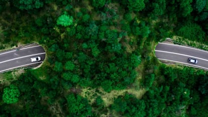 El vigilante de la resiliencia de los bosques