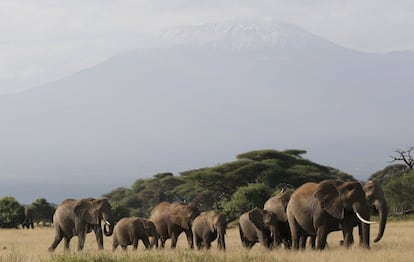 Kilimanjaro is seen behind elephants in Amboseli National park , Kenya, February 12,2016. REUTERS/Goran Tomasevic