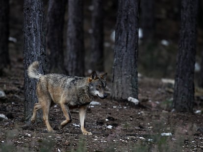 Un lobo ibérico en semilibertad, en el centro de lobo ibérico de Castilla y León.